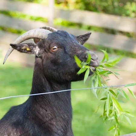 Hagwaldhof Tatil Evi